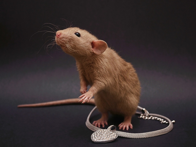 Породы крыс | ЗооТом - продажа, вязка и услуги для животных в Московском