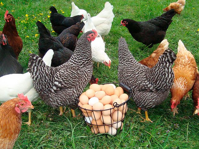 Содержание кур и уход за ними | ЗооТом - продажа, вязка и услуги для животных в Московском