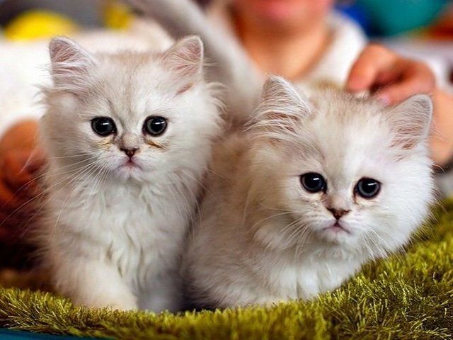 Породы кошек в Московском | ЗооТом портал о животных