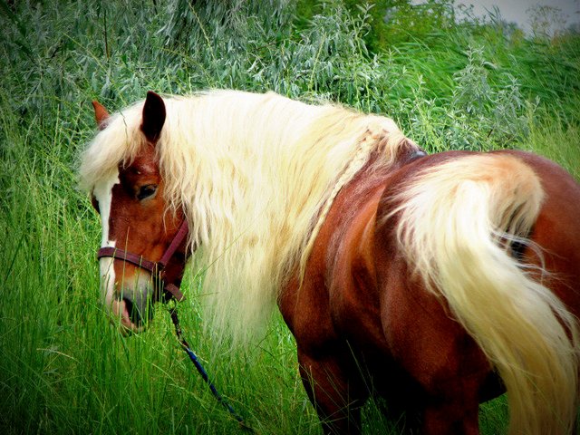 Породы лошадей в Московском | ЗооТом портал о животных