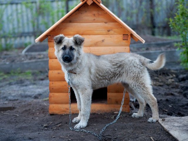 Все о собаках в Московском