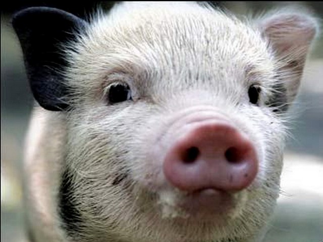 Породы свиней в Московском | ЗооТом портал о животных