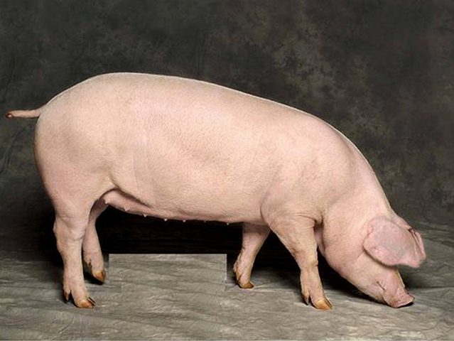 Породы свиней в Московском | ЗооТом портал о животных